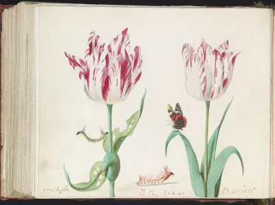 Twee tulpen met twee rupsen en atalanta