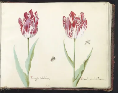 Twee tulpen met twee vliegen