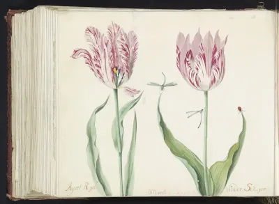 Twee tulpen met twee waterjuffers en lieveheersbeestje