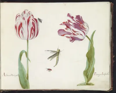 Twee tulpen met vlieg, libelle en kever