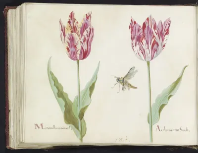 Twee tulpen met vlieg