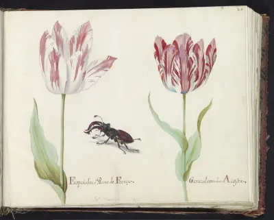 Twee tulpen met vliegend hert