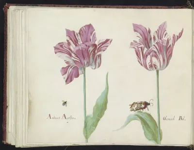 Twee tulpen met vliegende kever en beervlinder