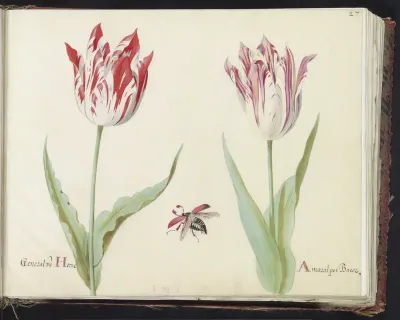 Twee tulpen met vliegende kever