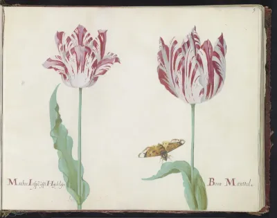 Twee tulpen met vlinder