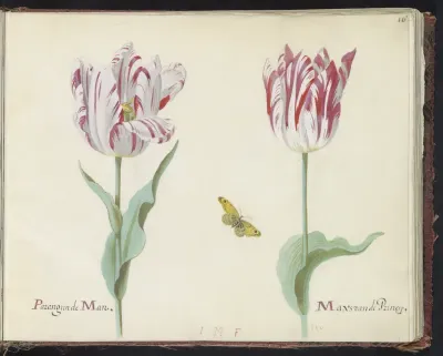 Twee tulpen met vlinder
