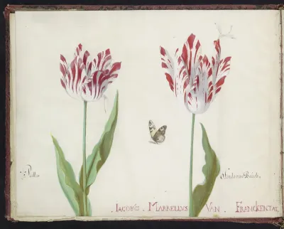 Twee tulpen met vlinder en twee waterjuffers
