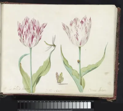 Twee tulpen met vlinder, libelle en lieveheersbeestje