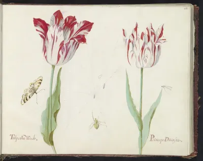 Twee tulpen met vlinder, vlieg en spinnenweb