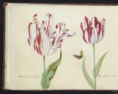 Twee tulpen met vlinder