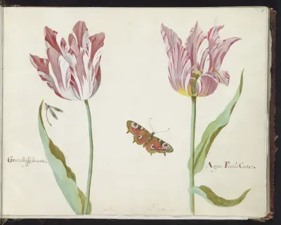 Twee tulpen met waterjuffer en dagpauwoog