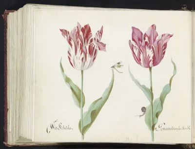 Twee tulpen met waterjuffer en slak
