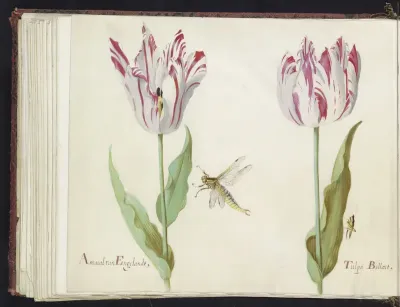 Twee tulpen met waterjuffer en sprinkhaan