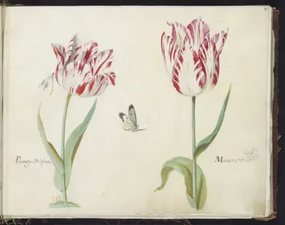 Twee tulpen met waterjuffer en vlinder