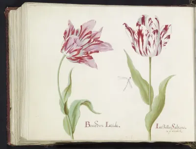 Twee tulpen met waterjuffer