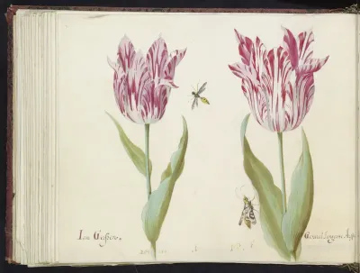Twee tulpen met wesp en nachtvlinder