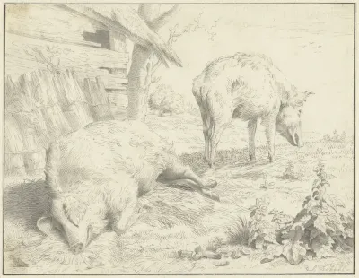 Twee varkens bij hun hok