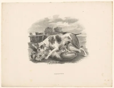 Twee vechtende honden