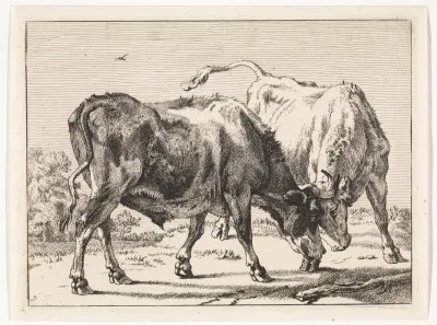 Twee vechtende ossen