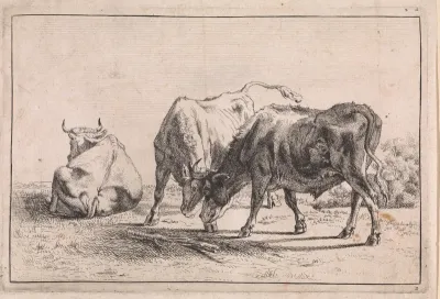 Twee vechtende ossen en liggende koe