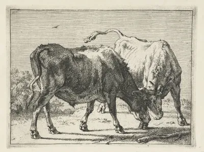 Twee vechtende ossen
