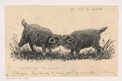 Twee vechtende rammen