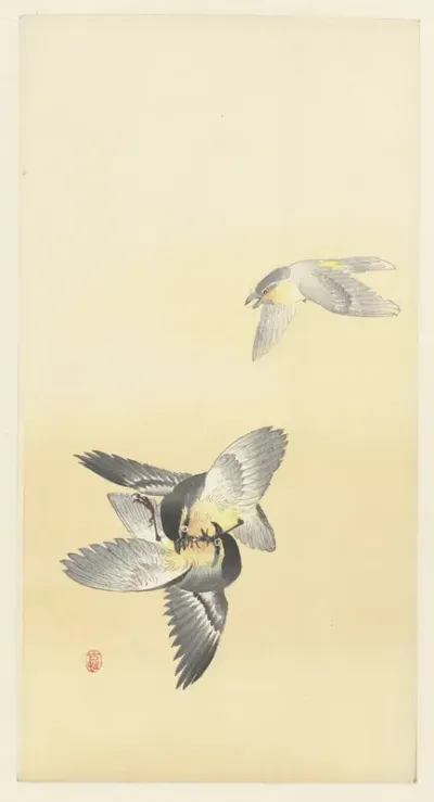 Twee vechtende vogels
