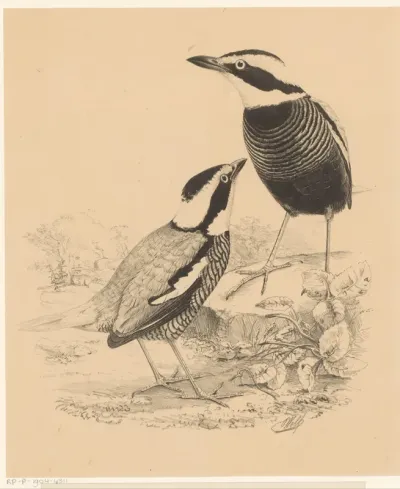 Twee vogels