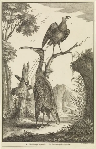 Twee vogels: een paradijsvogel en een Ambonse Langbek