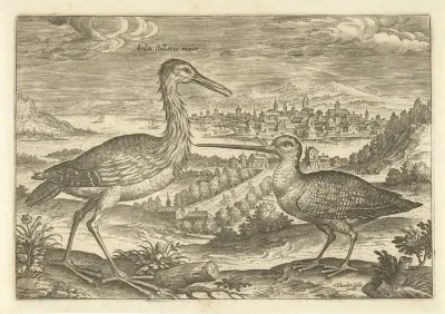 Twee vogels in een landschap