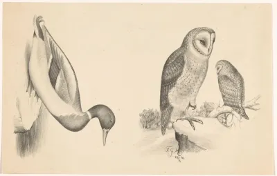 Twee voorstellingen met vogels