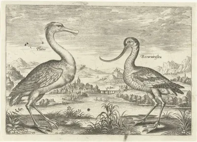 Twee waadvogels in een rivierlandschap