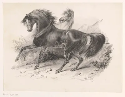 Twee wilde paarden