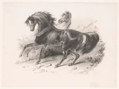 Twee wilde paarden