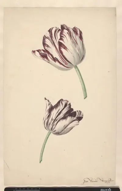 Twee wit-rode tulpen