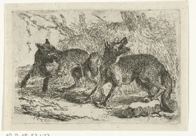 Twee wolven