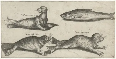 Twee zeehonden, een zeeleeuw en een harder
