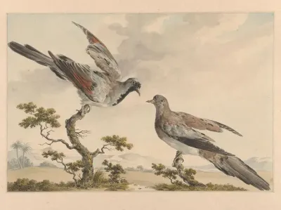 Twee zwartmaskerduifjes