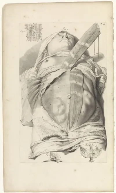 Tweede anatomische studie van de buik van een vrouw