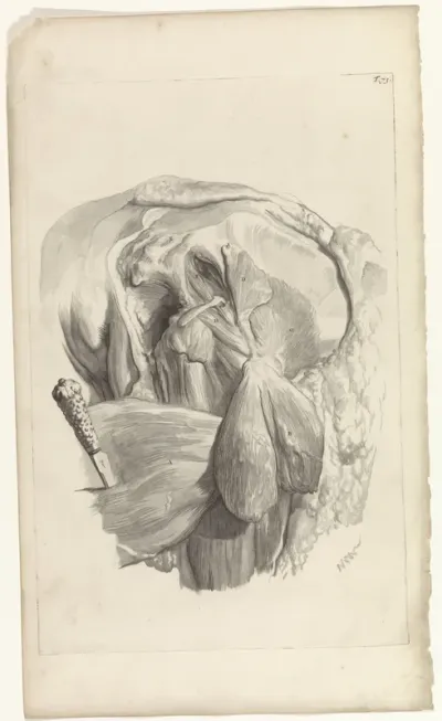 Tweede anatomische studie van de spieren van het linkerdijbeen en de heup