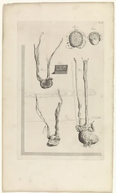 Tweede anatomische studie van de teelbal