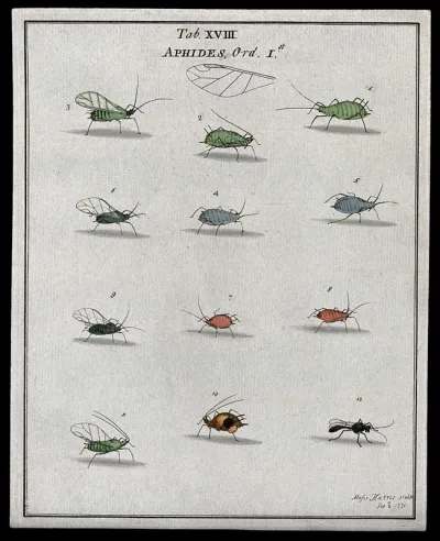 Twelve aphids (Aphididae species)