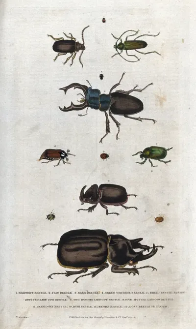 Twelve beetles (insects of the order Coleoptera)