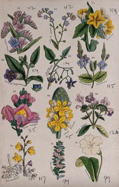 Twelve British wild flowers with their common names
