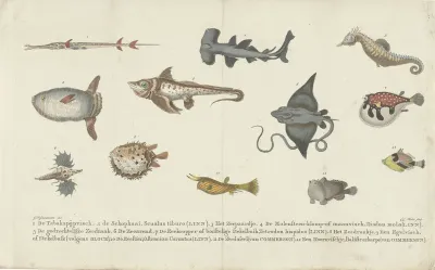 Twelve different Fish Species