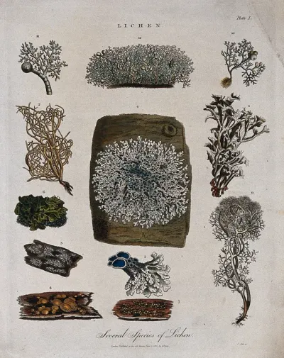 Twelve different species of lichen