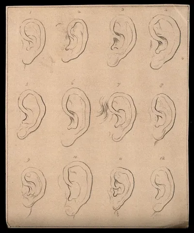 Twelve ears. Drawing, c. 1793