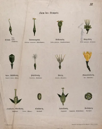 Twelve examples of different types of flower pistil
