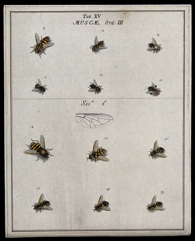 Twelve flies (Muscæ species)