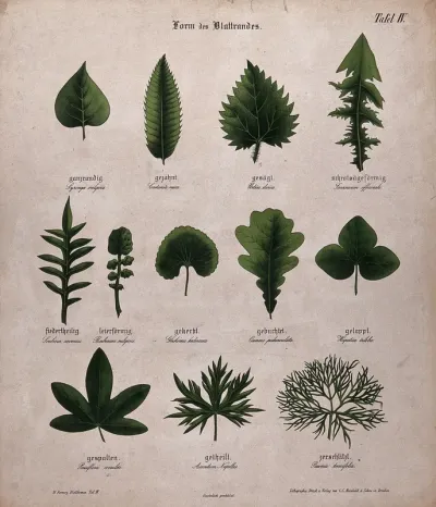 Twelve plant leaves with different types of margin